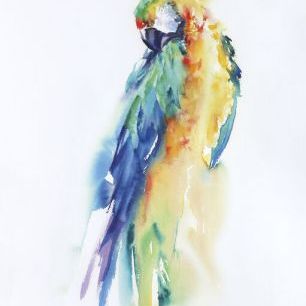 輸入壁紙 カスタム壁紙 PHOTOWALL / Colorful Parrots II (e330924)