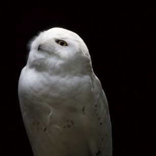 輸入壁紙 カスタム壁紙 PHOTOWALL / Snowy Owl Looks to the Sun (e330983)