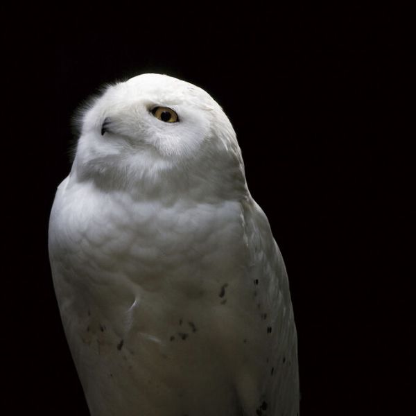 輸入壁紙 カスタム壁紙 PHOTOWALL / Snowy Owl Looks to the Sun (e330983)