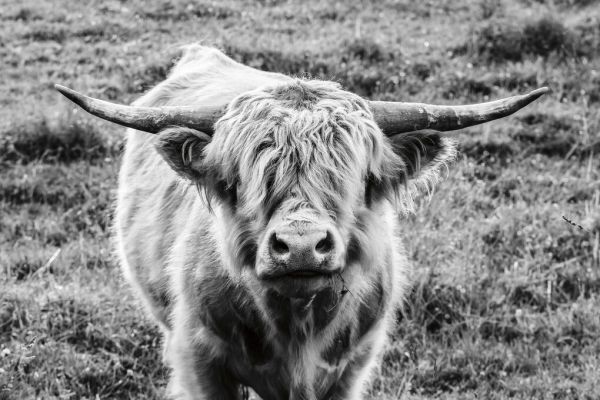輸入壁紙 カスタム壁紙 PHOTOWALL / Highland Cow Staring Contest (e330985)
