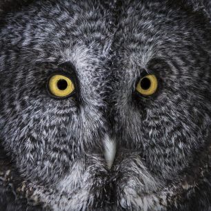 輸入壁紙 カスタム壁紙 PHOTOWALL / Great Grey Owl (e330993)