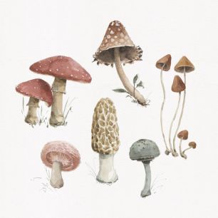 輸入壁紙 カスタム壁紙 PHOTOWALL / Mushroom Medley 03 (e331450)