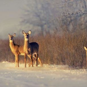 輸入壁紙 カスタム壁紙 PHOTOWALL / Three Deer (e331961)