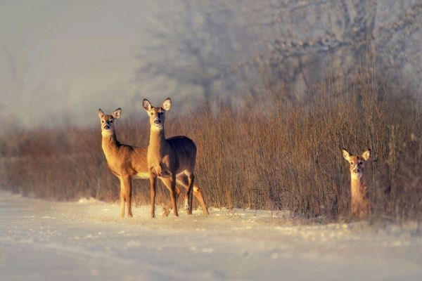 輸入壁紙 カスタム壁紙 PHOTOWALL / Three Deer (e331961)