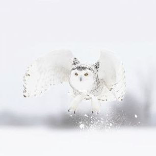 輸入壁紙 カスタム壁紙 PHOTOWALL / Snowy Owl Taking Flight (e331966)