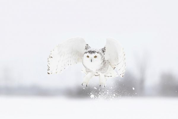 輸入壁紙 カスタム壁紙 PHOTOWALL / Snowy Owl Taking Flight (e331966)