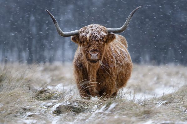 輸入壁紙 カスタム壁紙 PHOTOWALL / Snowy Highland Cow (e331979)