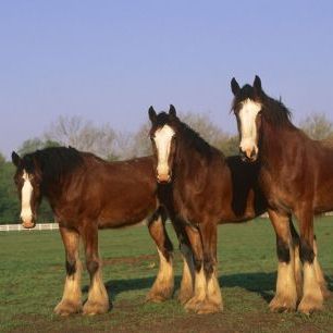 輸入壁紙 カスタム壁紙 PHOTOWALL / Three Clydesdale Horses (e331989)