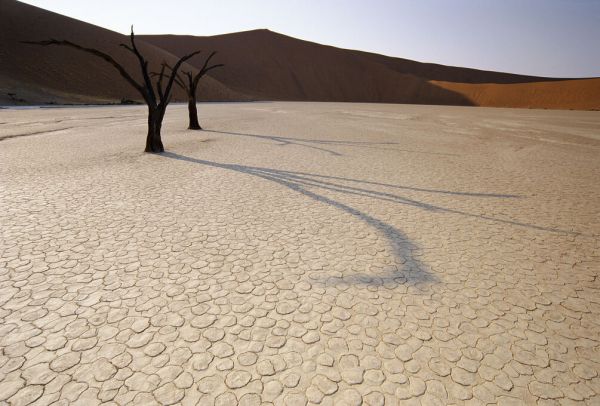 輸入壁紙 カスタム壁紙 PHOTOWALL / Dead Acacia Tree in Desert (e331994)