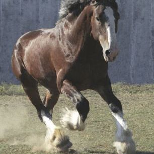 輸入壁紙 カスタム壁紙 PHOTOWALL / Galloping Young Clydesdale Stallion (e331996)