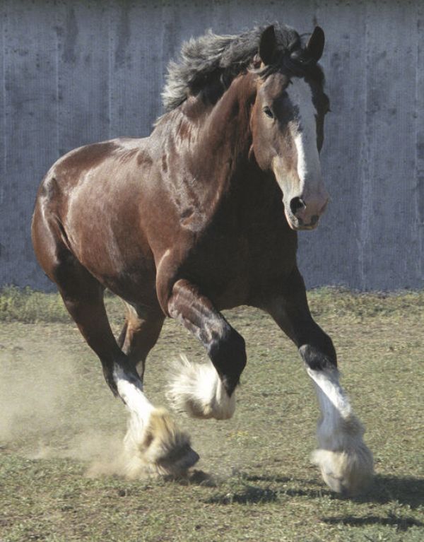 輸入壁紙 カスタム壁紙 PHOTOWALL / Galloping Young Clydesdale Stallion (e331996)