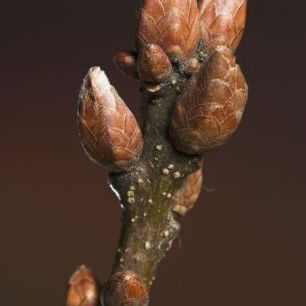 輸入壁紙 カスタム壁紙 PHOTOWALL / Sessile Oak Buds in Winter (e331998)