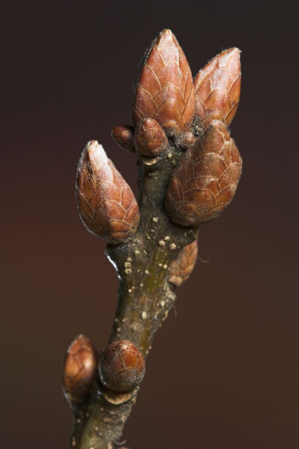 輸入壁紙 カスタム壁紙 PHOTOWALL / Sessile Oak Buds in Winter (e331998)