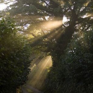 輸入壁紙 カスタム壁紙 PHOTOWALL / Rays of Sunlight Shining Through Trees (e332002)
