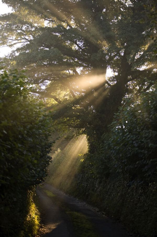 輸入壁紙 カスタム壁紙 PHOTOWALL / Rays of Sunlight Shining Through Trees (e332002)