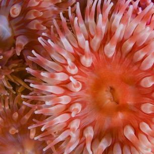 輸入壁紙 カスタム壁紙 PHOTOWALL / Sea Anemones Close-up (e332006)