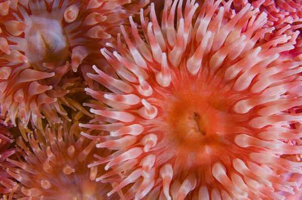 輸入壁紙 カスタム壁紙 PHOTOWALL / Sea Anemones Close-up (e332006)