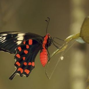 輸入壁紙 カスタム壁紙 PHOTOWALL / Crimson Rose Swallowtail Butterfly (e332012)