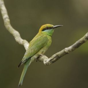 輸入壁紙 カスタム壁紙 PHOTOWALL / Perched Little Green Bee-eater (e332013)