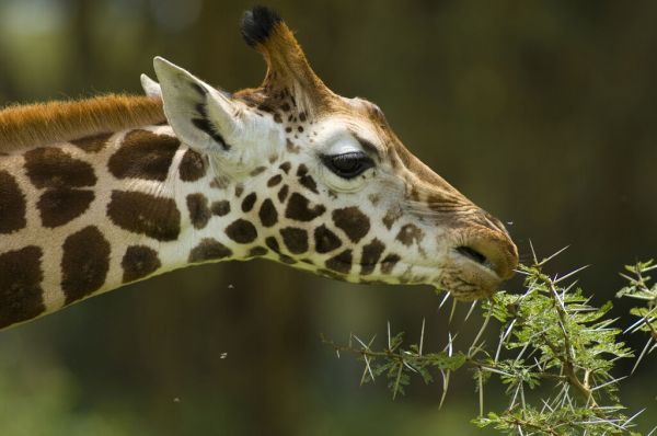 輸入壁紙 カスタム壁紙 PHOTOWALL / Rothschild Giraffe Grazing on a Tree (e332015)