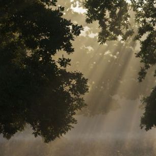 輸入壁紙 カスタム壁紙 PHOTOWALL / European Oak with Rays of Sunlight (e332017)