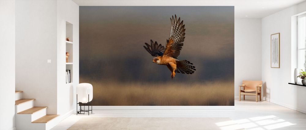 輸入壁紙 カスタム壁紙 PHOTOWALL / Female Red Footed Falcon