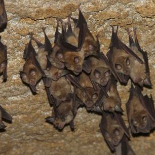 輸入壁紙 カスタム壁紙 PHOTOWALL / Lesser Mouse Eared Bats (e332024)
