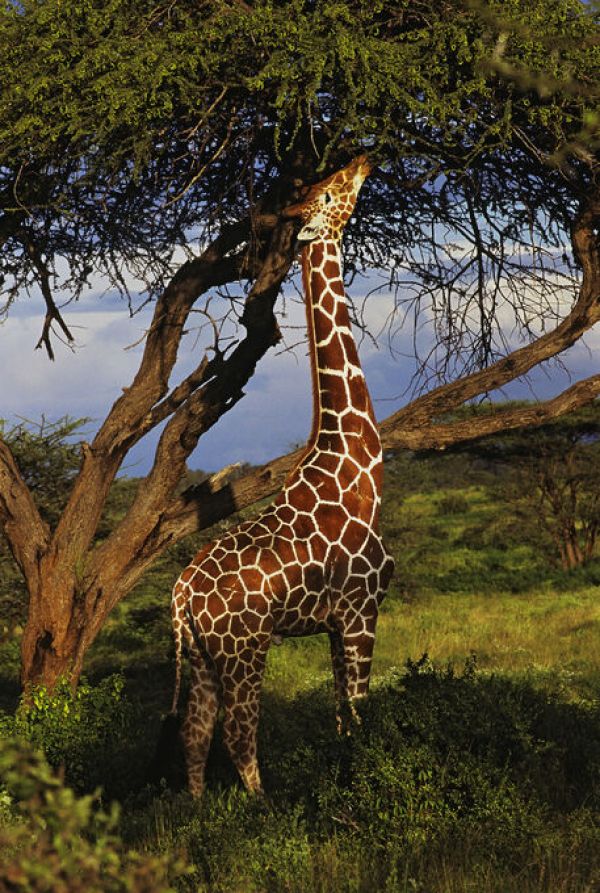 輸入壁紙 カスタム壁紙 PHOTOWALL / Male Reticulated Giraffe (e332032)