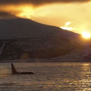 輸入壁紙 カスタム壁紙 PHOTOWALL / Killer Whale Orca Surfacing at Sunrise (e332040)