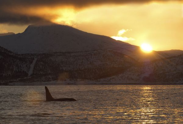 輸入壁紙 カスタム壁紙 PHOTOWALL / Killer Whale Orca Surfacing at Sunrise (e332040)