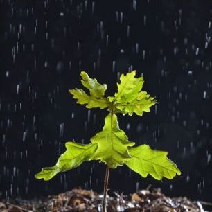 輸入壁紙 カスタム壁紙 PHOTOWALL / Seedling English Oak Tree in the Rain (e332041)