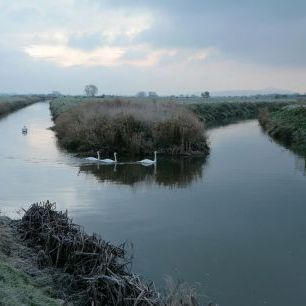 輸入壁紙 カスタム壁紙 PHOTOWALL / Mute Swans on the River Brue (e332042)