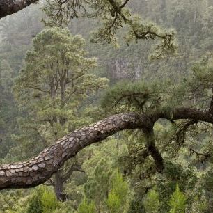 輸入壁紙 カスタム壁紙 PHOTOWALL / Canary Pine Forest (e332049)