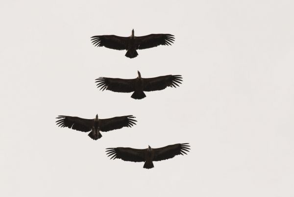 輸入壁紙 カスタム壁紙 PHOTOWALL / Four Griffon Vultures in Flight (e332050)
