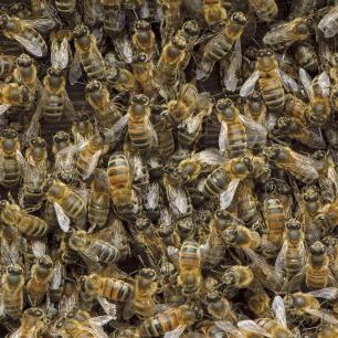 輸入壁紙 カスタム壁紙 PHOTOWALL / Worker European Honey Bees (e332052)