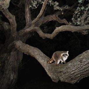 輸入壁紙 カスタム壁紙 PHOTOWALL / Northern Raccoon Young at Night (e332056)