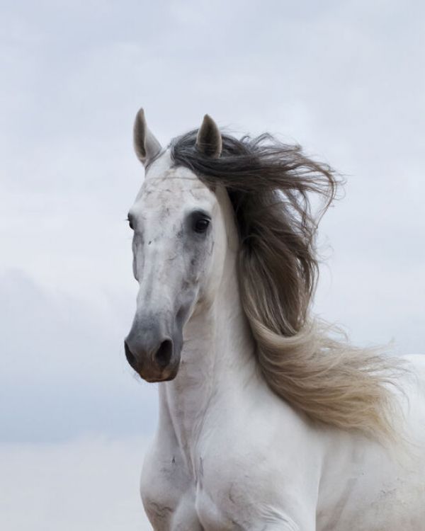 輸入壁紙 カスタム壁紙 PHOTOWALL / Grey Andalusian Stallion (e332060)