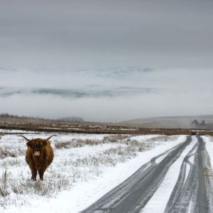 輸入壁紙 カスタム壁紙 PHOTOWALL / Highland Cow Next to Road (e332070)