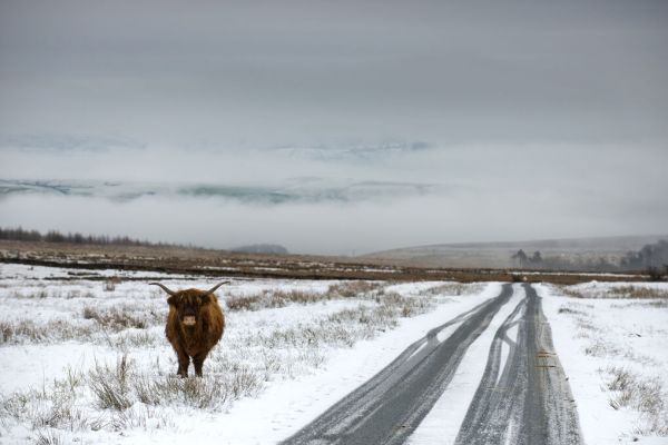 輸入壁紙 カスタム壁紙 PHOTOWALL / Highland Cow Next to Road (e332070)
