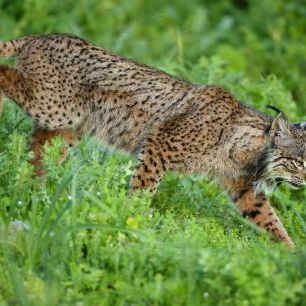 輸入壁紙 カスタム壁紙 PHOTOWALL / Wild Iberian Lynx Male (e332073)