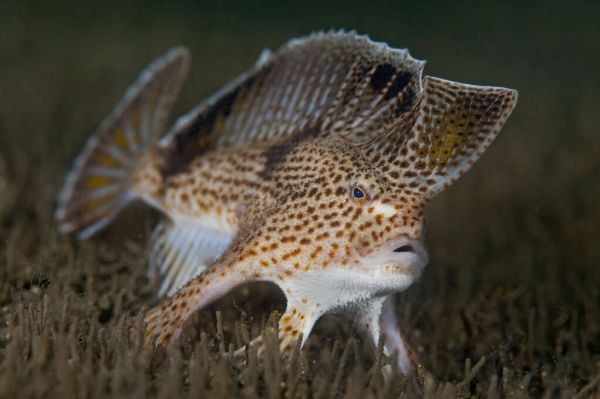 輸入壁紙 カスタム壁紙 PHOTOWALL / Spotted Handfish (e332074)