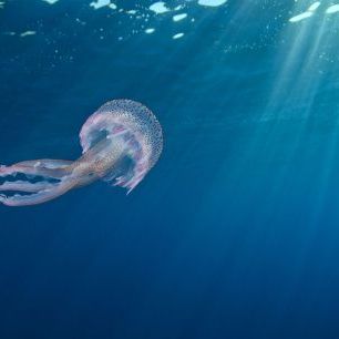 輸入壁紙 カスタム壁紙 PHOTOWALL / Small Jellyfish Swimming (e332077)