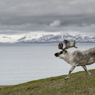 輸入壁紙 カスタム壁紙 PHOTOWALL / Reindeer Walking with Fjord (e332087)