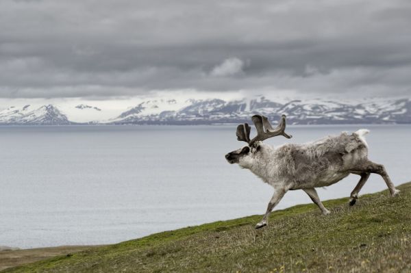 輸入壁紙 カスタム壁紙 PHOTOWALL / Reindeer Walking with Fjord (e332087)