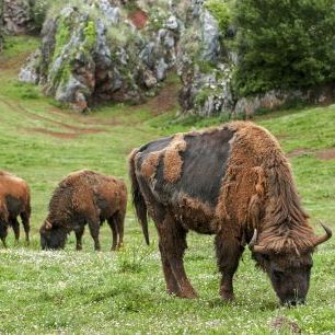 輸入壁紙 カスタム壁紙 PHOTOWALL / Grazing Moulting European Bison (e332088)