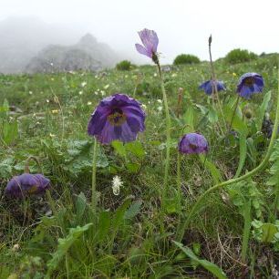 輸入壁紙 カスタム壁紙 PHOTOWALL / Blue Poppy in Kawakarpo Mountain (e332091)