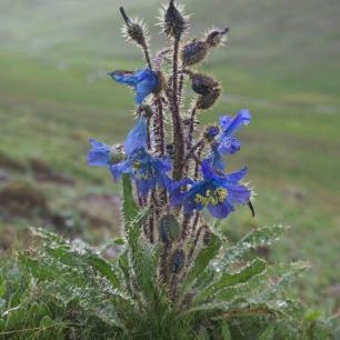 輸入壁紙 カスタム壁紙 PHOTOWALL / Blue Poppy in Misty Landscape (e332094)