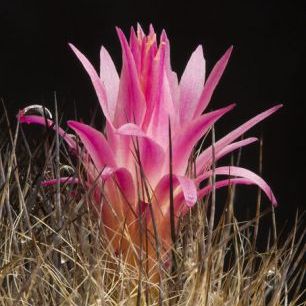 輸入壁紙 カスタム壁紙 PHOTOWALL / Cactus Flower (e332095)