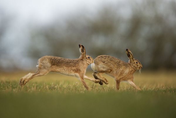 輸入壁紙 カスタム壁紙 PHOTOWALL / Brown Hare Male Pursuing Female (e332096)