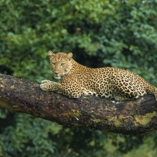 輸入壁紙 カスタム壁紙 PHOTOWALL / Leopard Lying on a Acacia Tree (e332099)